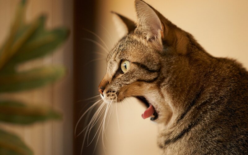 Tabby Cat Yawning — Brown, Calm, Photograph