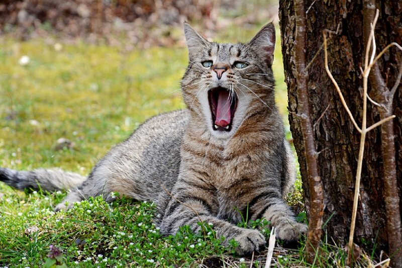 Tabby Cat Yawning — Brown, Calm, Spring