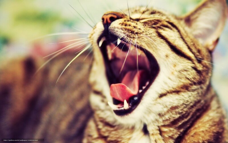 Tabby Cat Yawning — Brown, Calm
