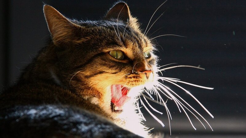 Tabby Cat Yawning — Brown, Dramatic, Photograph, Whiskers