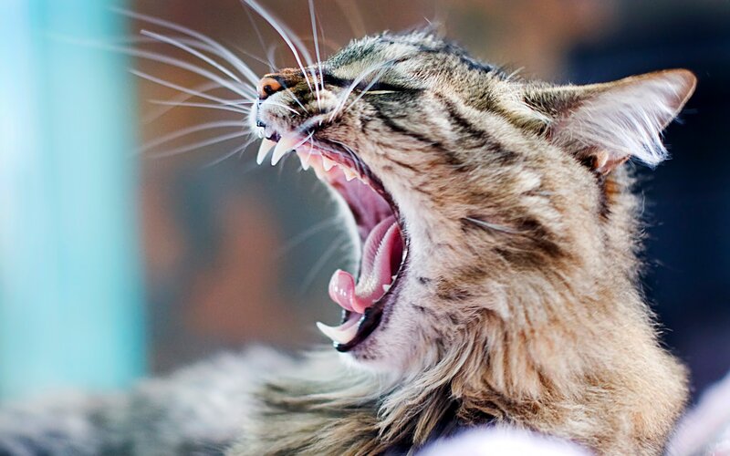 Tabby Cat Yawning — Brown, Neutral, Photograph