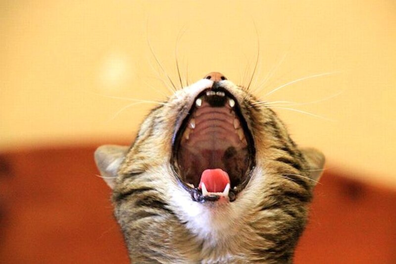 Tabby Cat Yawning — Brown, Neutral