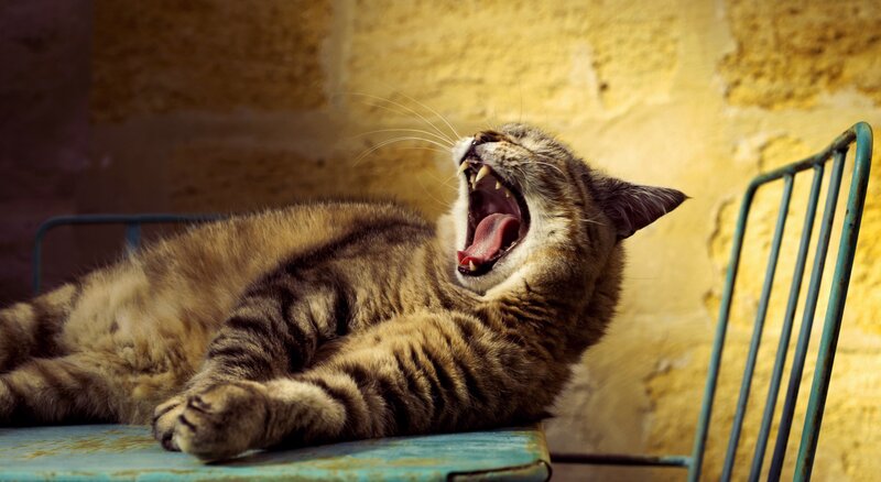 Tabby Cat Yawning — Brown, Relaxed, Afternoon, Photograph, Chair