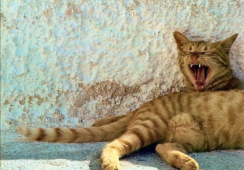 Tabby Cat Yawning — Brown, Relaxed, Afternoon