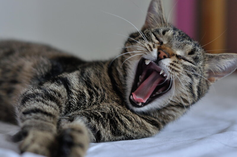 Tabby Cat Yawning — Brown, Relaxed, Photograph, Bed
