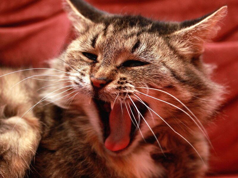 Tabby Cat Yawning — Brown, Relaxed, Photograph