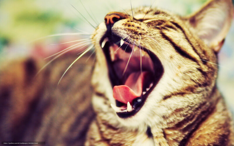 Tabby Cat Yawning — Brown, Relaxed, Photograph, Whiskers, Open Mouth
