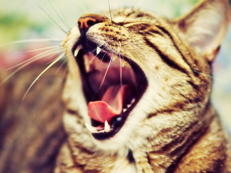 Tabby Cat Yawning — Brown, Relaxed