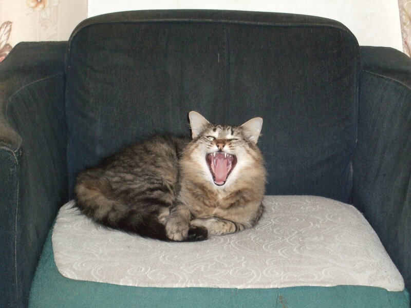 Tabby Cat Yawning — Brown