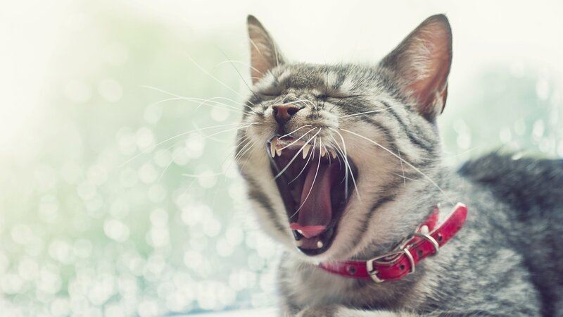 Tabby Cat Yawning — Gray, Calm, Photograph