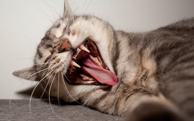 Tabby Cat Yawning — Gray, Neutral, Photograph