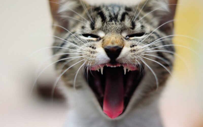 Tabby Cat Yawning — Gray, Neutral, Photograph, Whiskers, Teeth