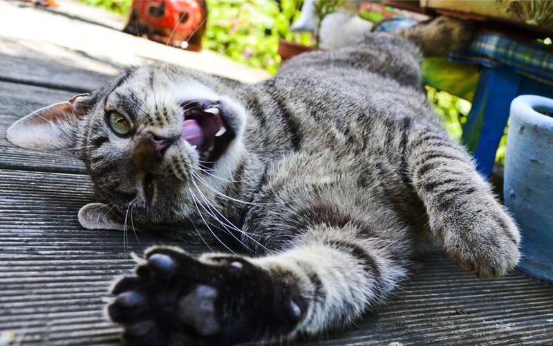 Tabby Cat Yawning — Gray, Relaxed, Afternoon