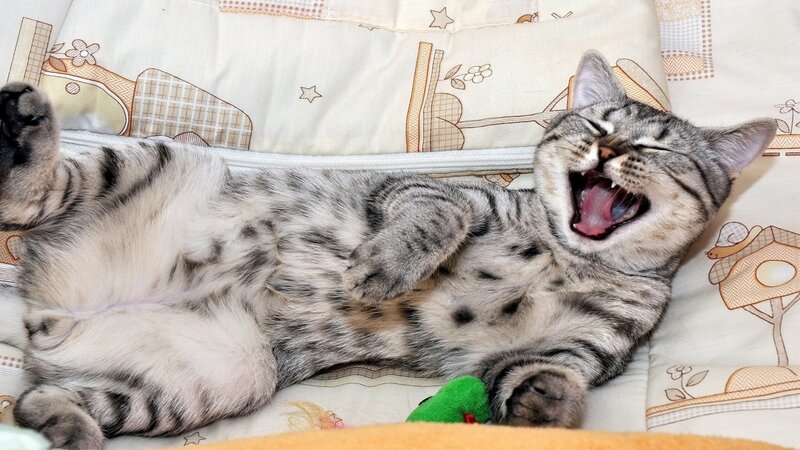 Tabby Cat Yawning — Gray, Relaxed, Photograph, Pillow
