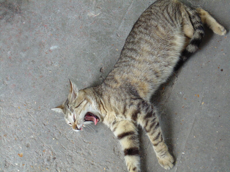 Tabby Cat Yawning — Gray, Relaxed, Photograph