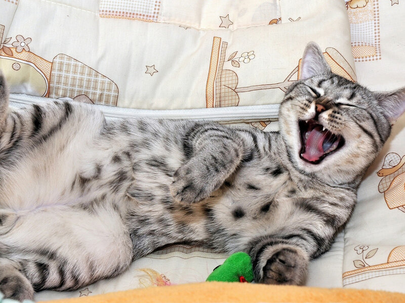 Tabby Cat Yawning — Gray, Relaxed