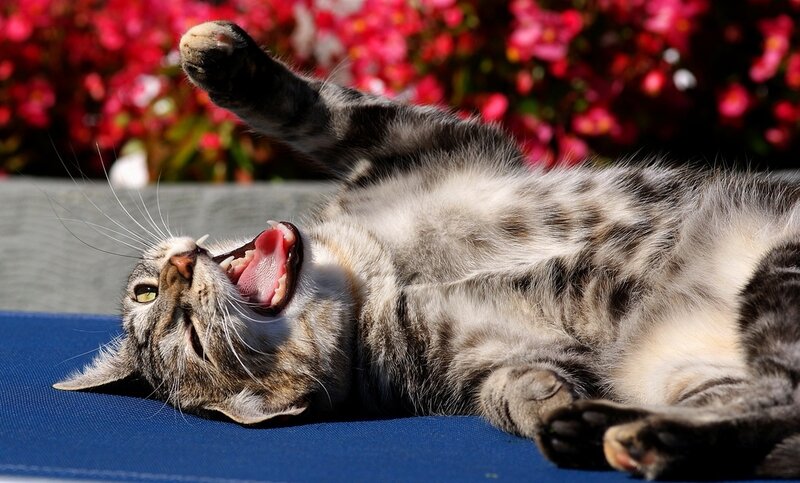 Tabby Cat Yawning — Gray