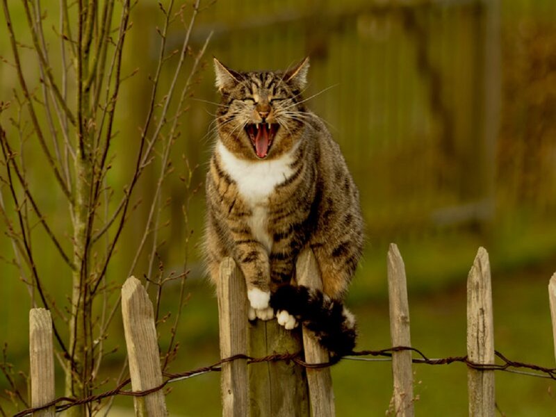 Tabby Cat Yawning — Green, Calm, Morning