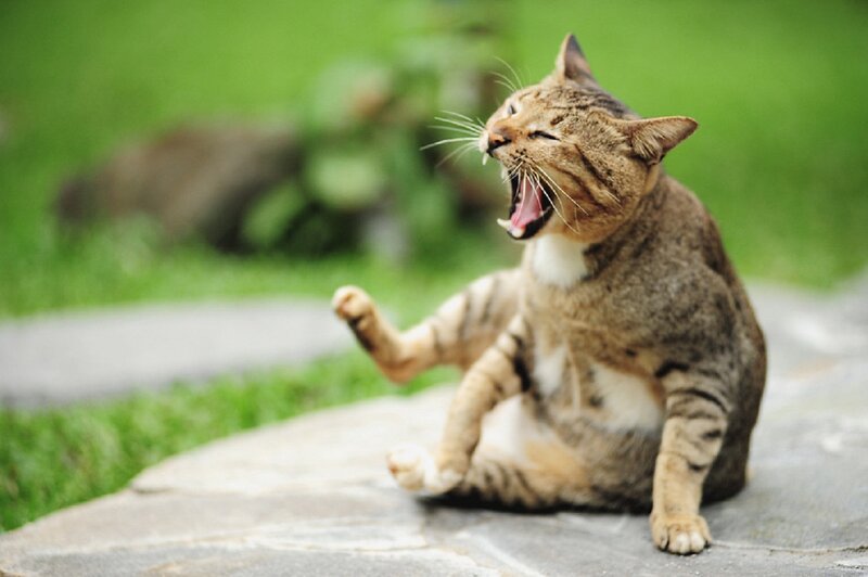 Tabby Cat Yawning — Green, Calm