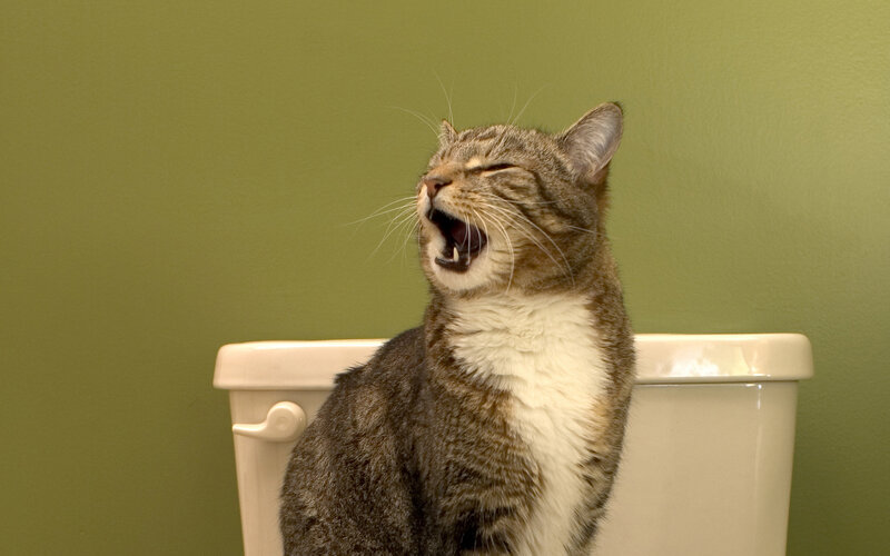 Tabby Cat Yawning — Green
