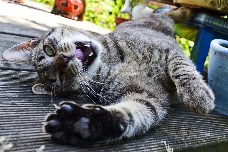 tabby cat yawning on deck