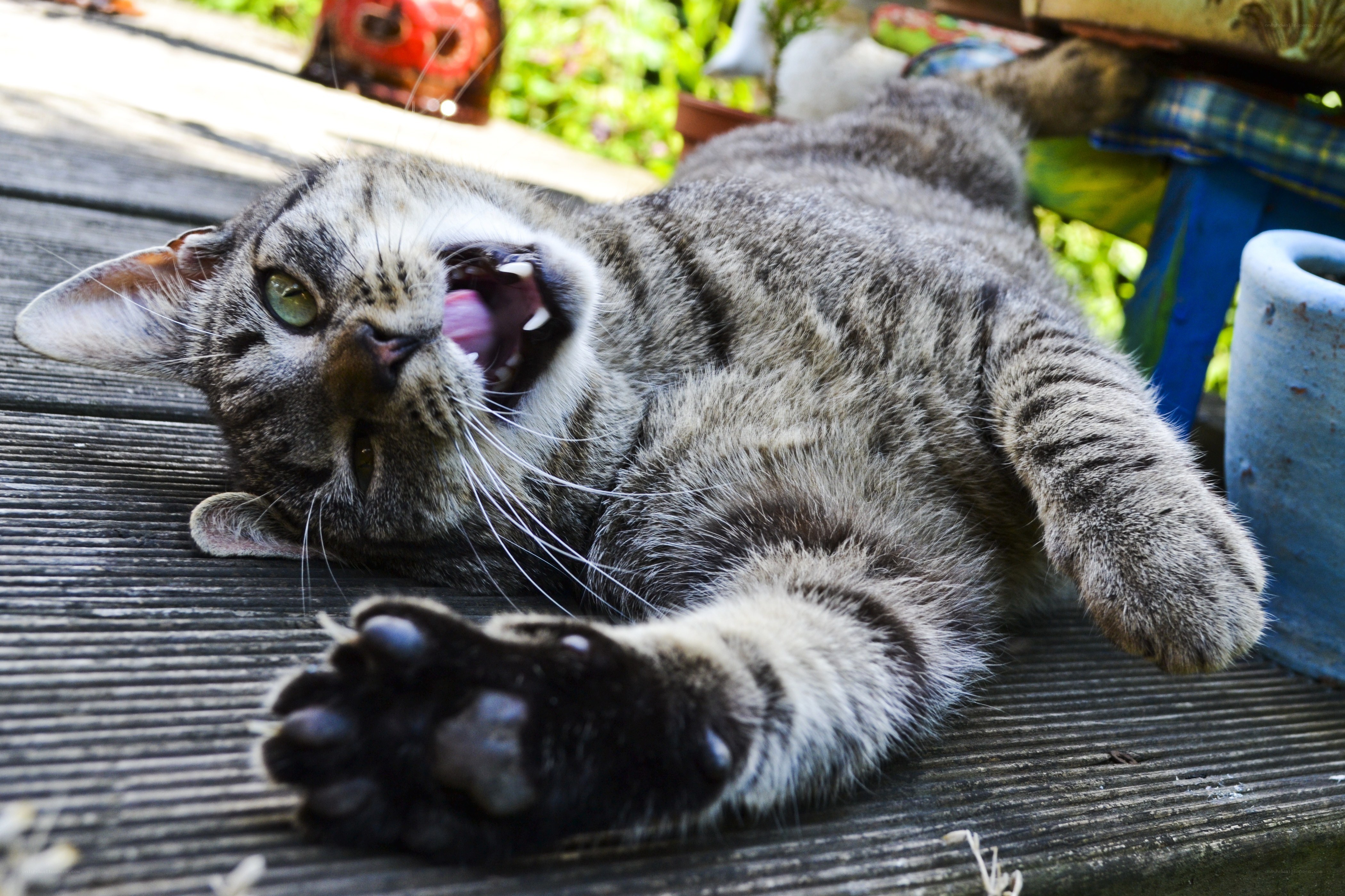 tabby cat yawning on deck