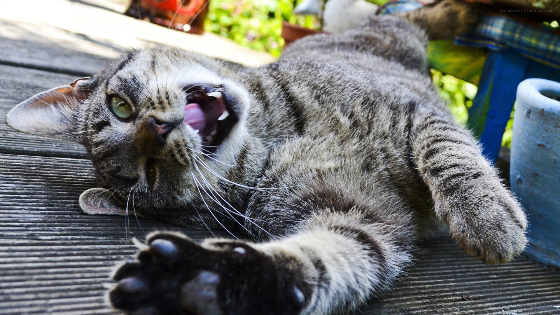 tabby cat yawning on deck
