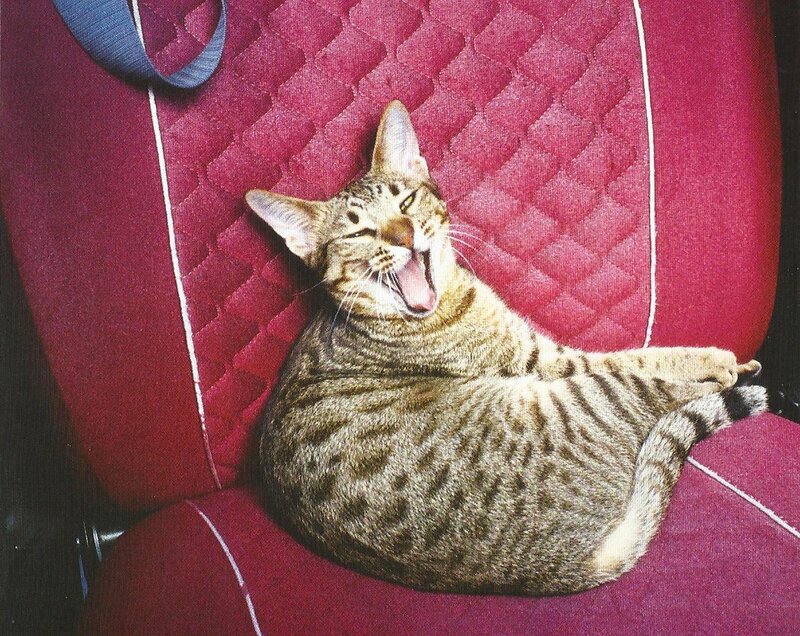 Tabby Cat Yawning — Red