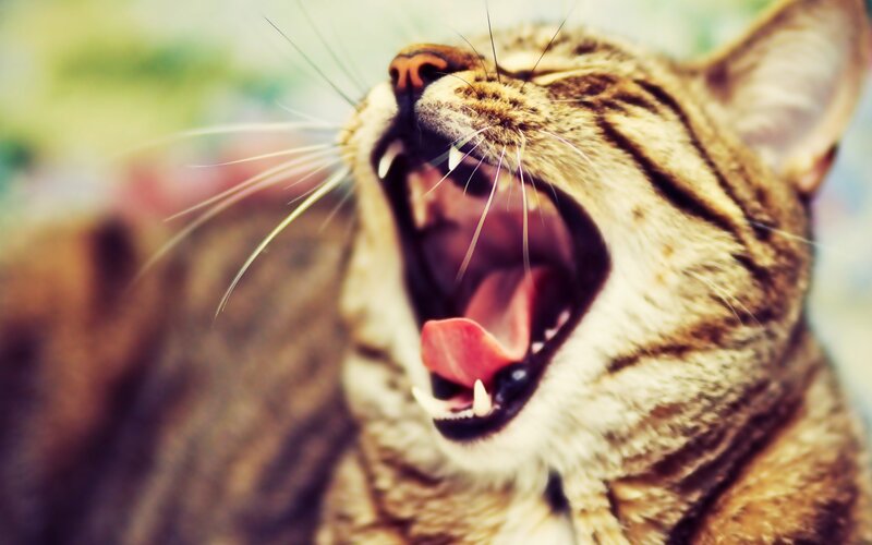 tabby cat yawning