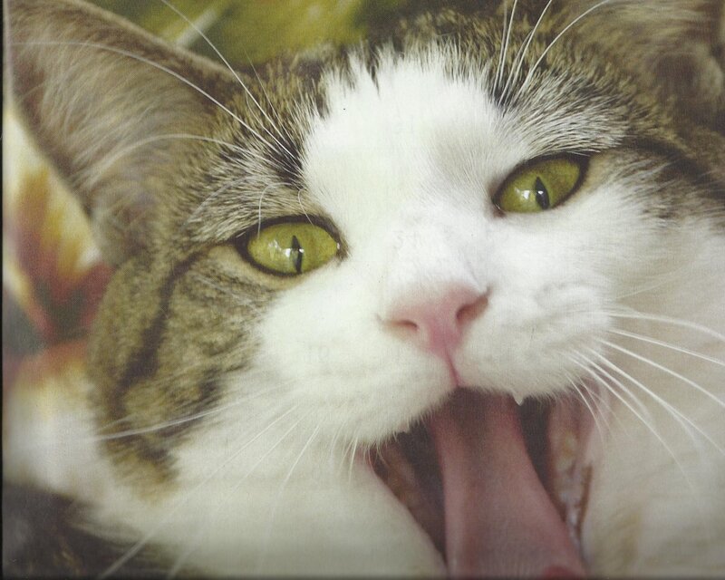 Tabby Cat Yawning — White