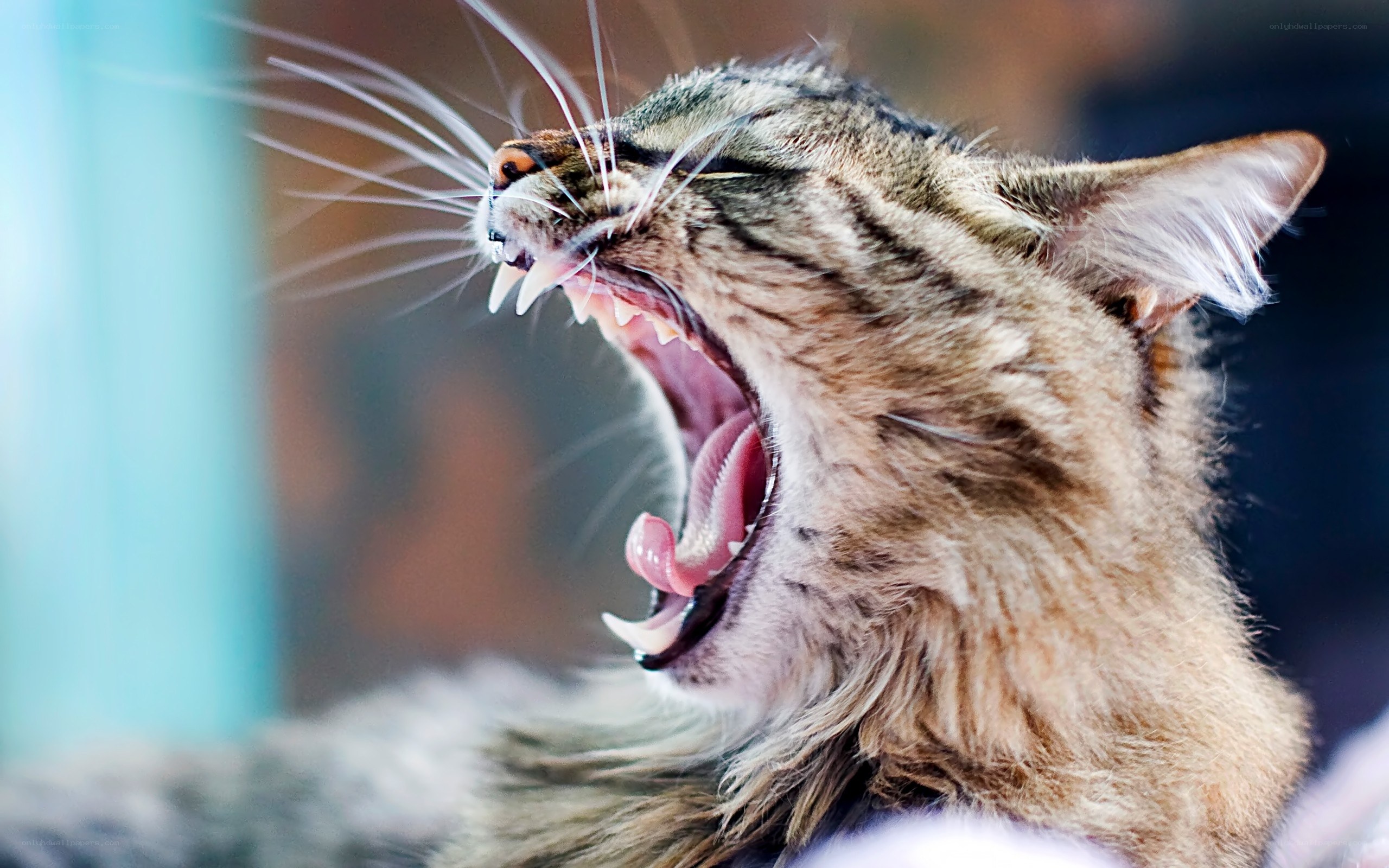 tabby cat yawning widely
