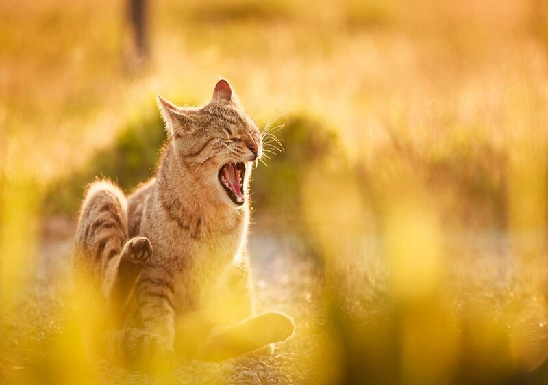 Tabby Cat Yawning — Yellow