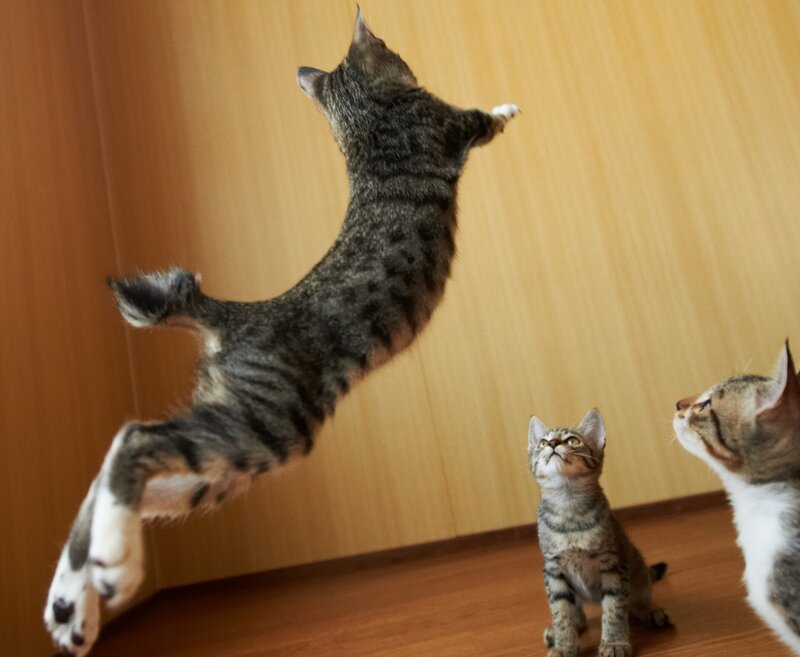 Tabby Cats Playing