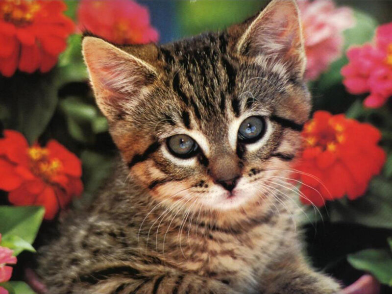 tabby kitten among flowers