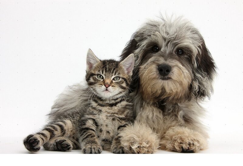 Tabby Kitten and Dog — Gray