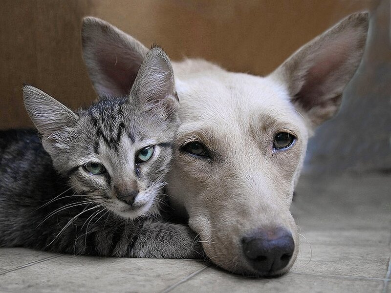 Tabby Kitten and Dog