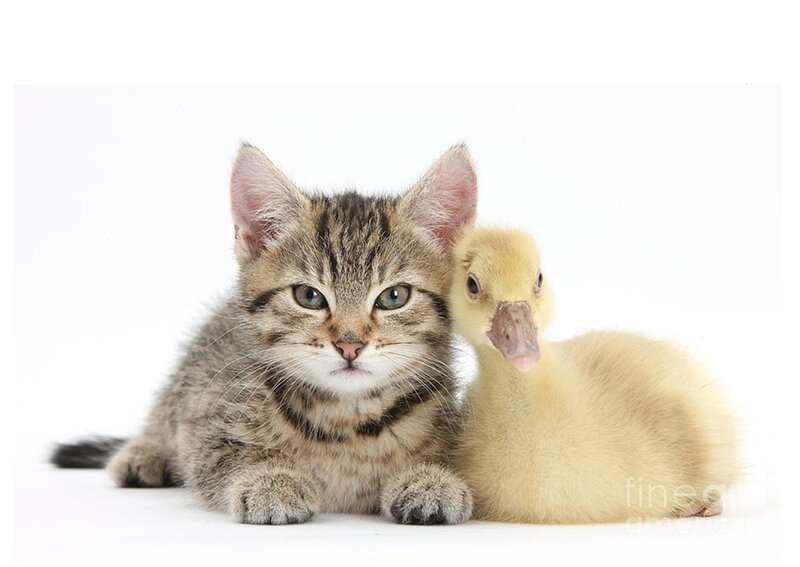 Tabby Kitten and Duckling — Gray