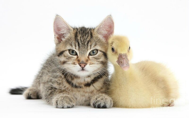 Tabby Kitten and Duckling