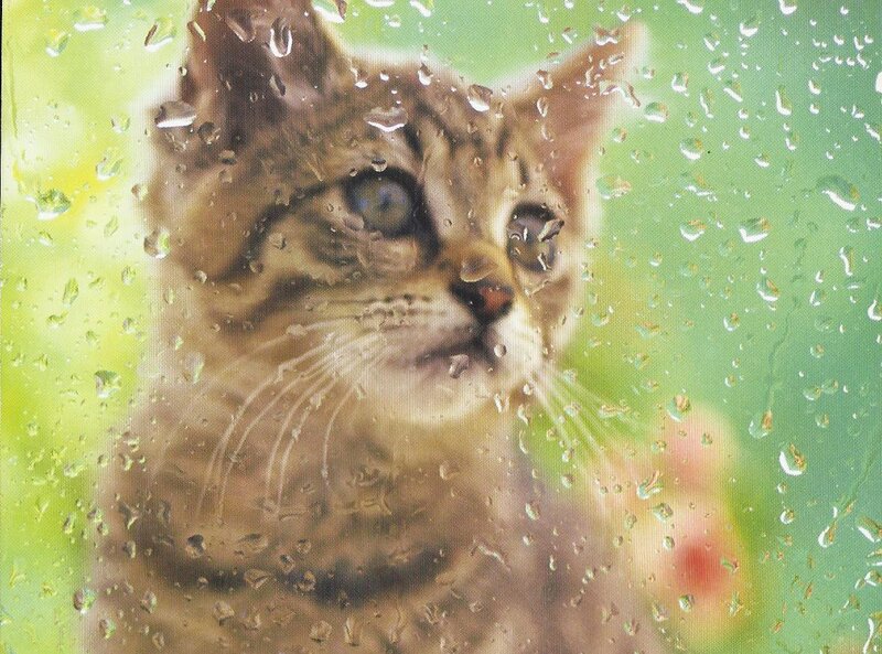 Tabby Kitten Behind Glass