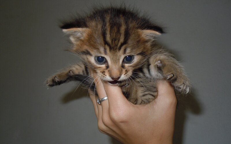 Tabby Kitten Being Held