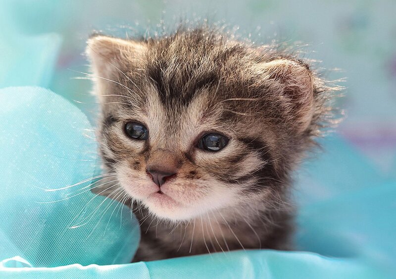 Tabby Kitten — Blue, Calm, Photograph