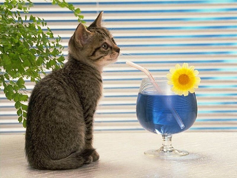 Tabby Kitten — Blue, Calm