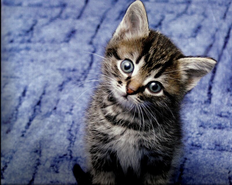 Tabby Kitten — Blue, Curious
