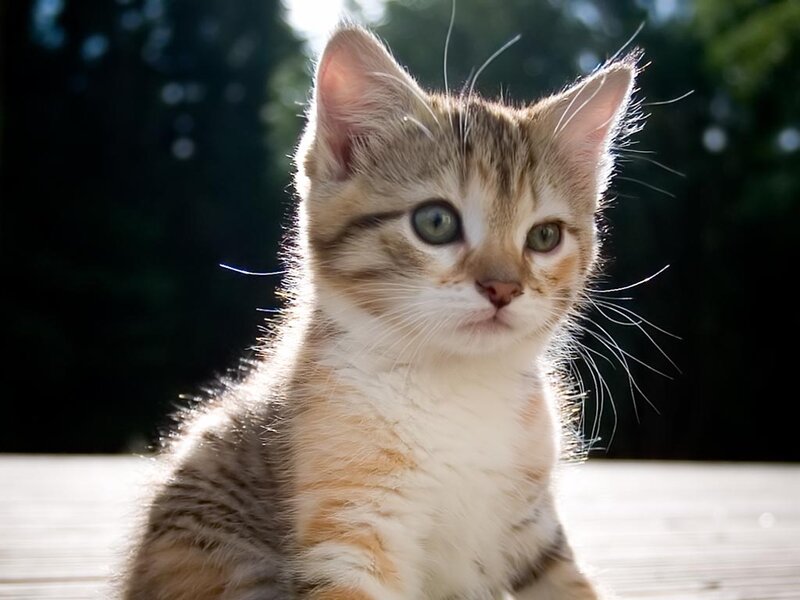 Tabby Kitten — Brown, Calm, Afternoon, Photograph