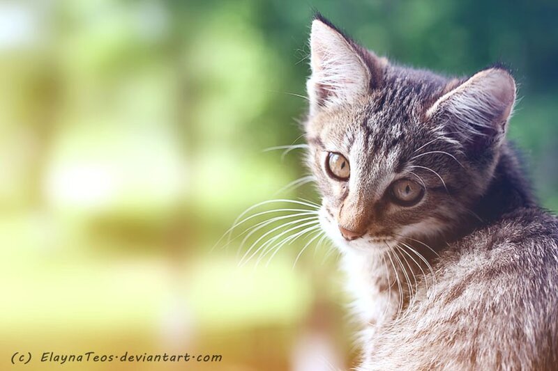 Tabby Kitten — Brown, Calm, Afternoon, Photograph, Whiskers, Eyes