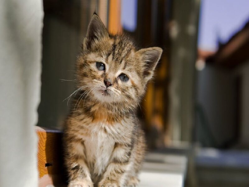Tabby Kitten — Brown, Calm, Afternoon, Photograph, Window