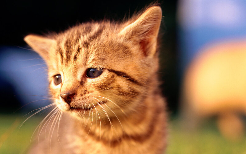 Tabby Kitten — Brown, Calm, Afternoon