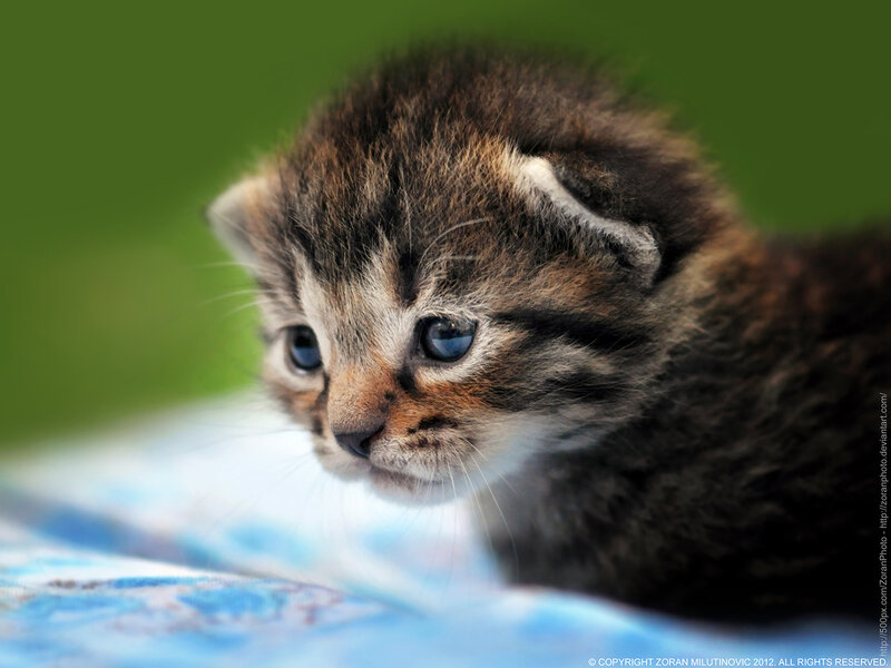 Tabby Kitten — Brown, Calm, Photograph, Blanket