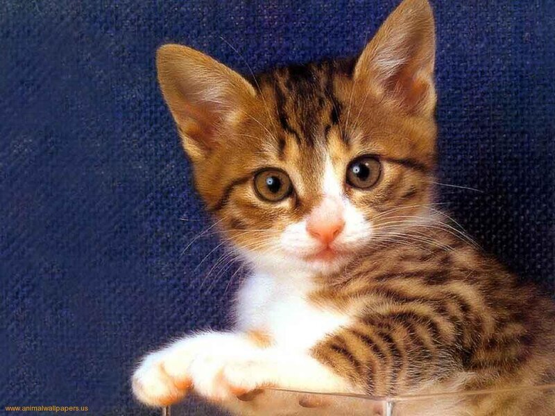 Tabby Kitten — Brown, Calm, Photograph, Blue Fabric