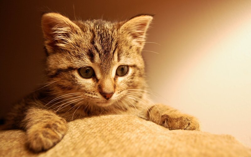 Tabby Kitten — Brown, Calm, Photograph, Cat, Paw